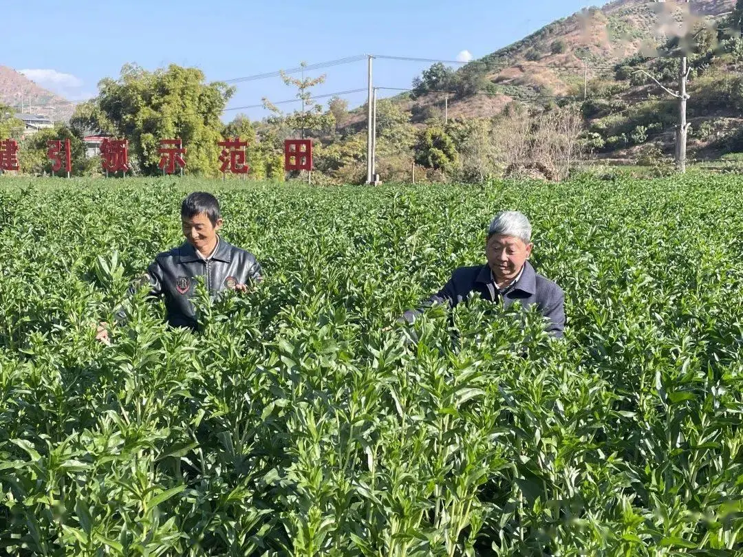 致富种植花苗图片_种植花卉致富_种植花苗致富