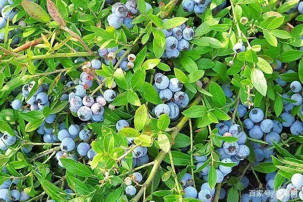 可能是最全的蓝莓种植手册，找果树教你正确种蓝莓