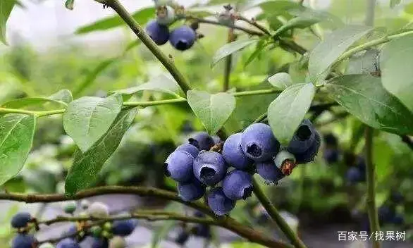 蓝莓种植大全技术视频_蓝莓种植大全技术要点_蓝莓蓝莓种植技术大全