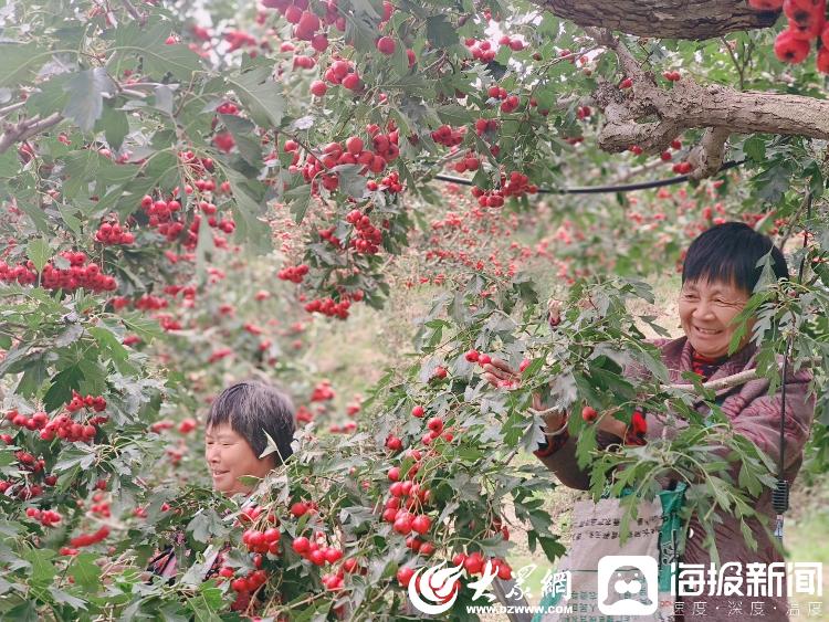 致富山楂种植视频_致富山楂种植技术视频_山楂种植致富