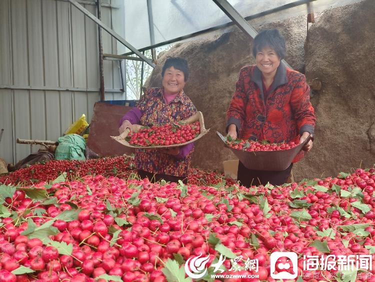 致富山楂种植视频_致富山楂种植技术视频_山楂种植致富