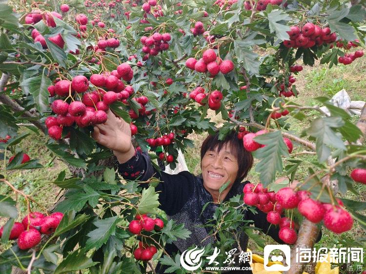 致富山楂种植技术视频_致富山楂种植视频_山楂种植致富