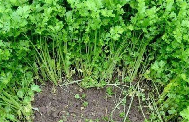 芹菜种植与栽培技术_芹菜种植技术小知识_小芹菜种植技术