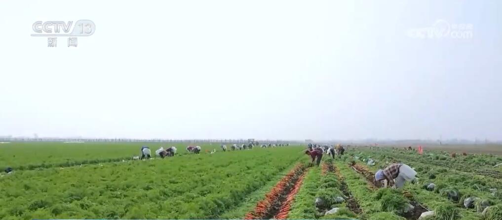 蔬菜种植采访回答稿_种植蔬菜报道_发展蔬菜种植致富路采访