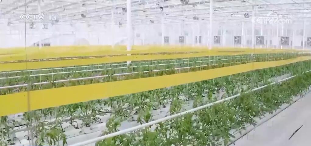 种植蔬菜报道_蔬菜种植采访回答稿_发展蔬菜种植致富路采访