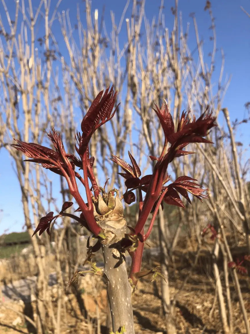 香椿芽致富经_研制香椿芽_种香椿致富