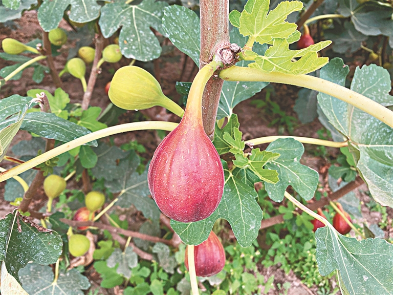 农村种植果树致富好项目_中央7致富经果树种植_国家扶贫种植果树