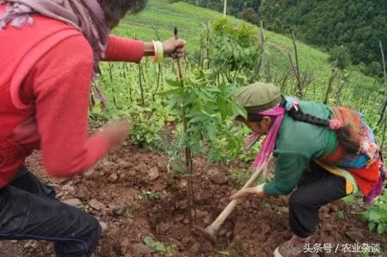 花椒什么时候种植？花椒种植技术