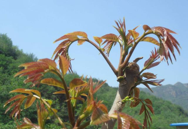 月入过万的”贵族菜“香椿的种植技术要点，操作简单易学！