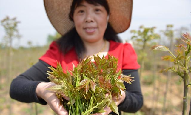 香椿芽价钱_香椿芽致富经_香椿芽苗菜种植骗局