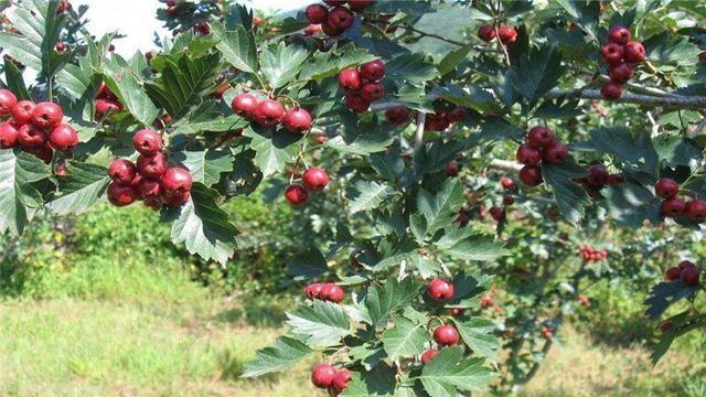 致富山楂种植技术视频_致富山楂种植方法_山楂种植致富