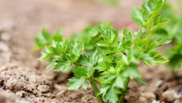 芹菜种植技术小知识_芹菜种植技巧_小芹菜种植技术