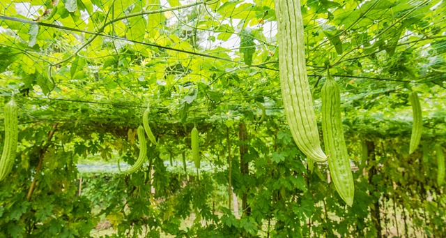 苗苦瓜室内种植技术视频_室内苦瓜苗种植技术_苗苦瓜室内种植技术与管理