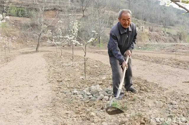 采访种植大户的报道_发展蔬菜种植致富路采访_种菜致富案例