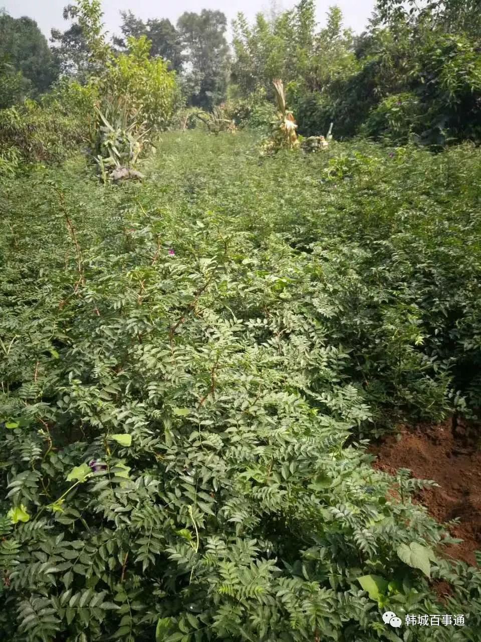 花椒种植教学技术要点_花椒种植教学技术视频_花椒种植技术教学