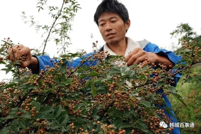 花椒种植教学技术要点_花椒种植教学技术视频_花椒种植技术教学