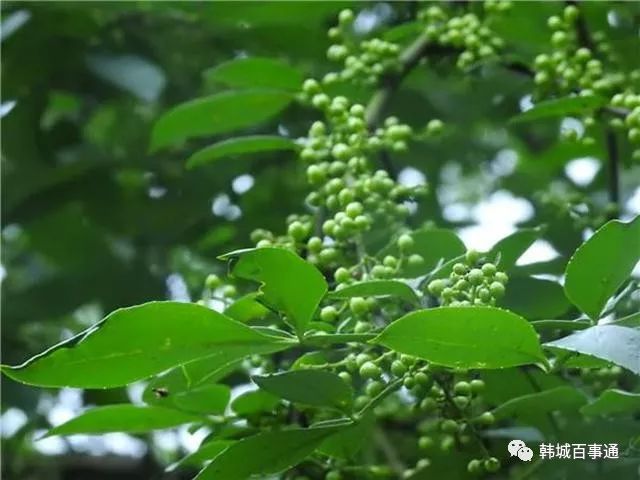 花椒种植教学技术视频_花椒种植技术教学_花椒种植教学技术要点