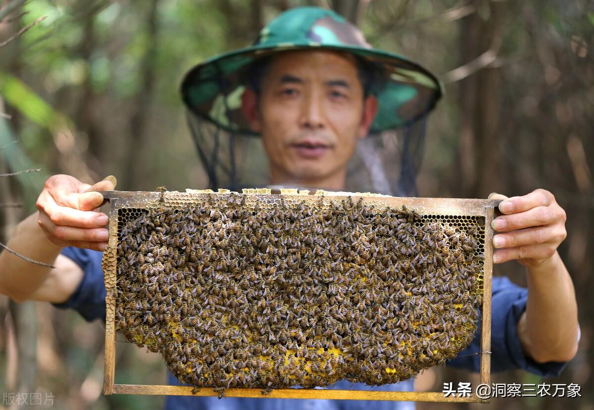 蜜蜂养殖蜜蜂养殖技术_蜜蜂养殖技术培训学校_蜜蜂养殖技术培训