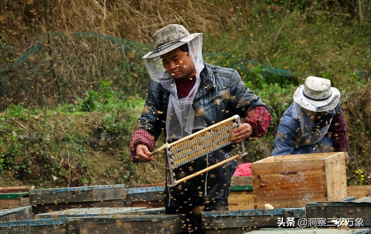 蜜蜂养殖蜜蜂养殖技术_蜜蜂养殖技术培训学校_蜜蜂养殖技术培训