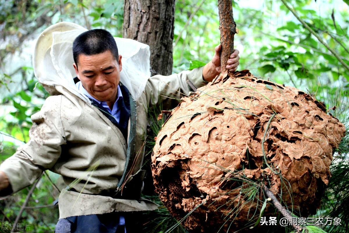 蜜蜂养殖技术培训学校_蜜蜂养殖蜜蜂养殖技术_蜜蜂养殖技术培训