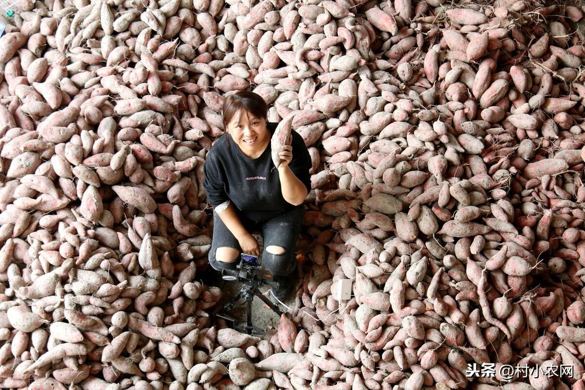 致富种植果林项目有哪些_种植林果致富项目_致富种植果林项目介绍