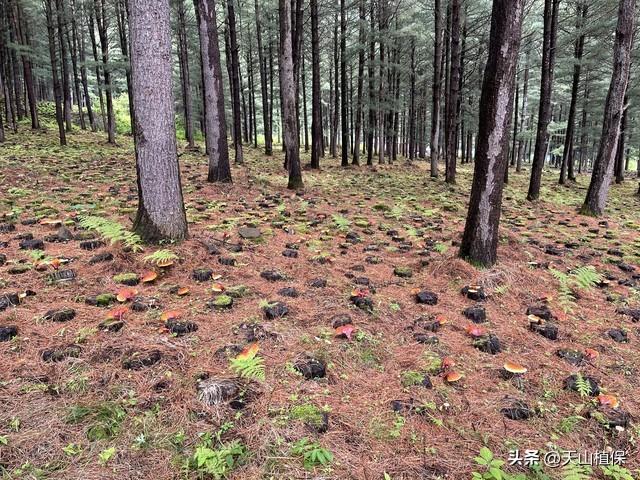 致富种植果林项目名称_种植林果致富项目_致富种植果林项目有哪些