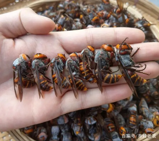 经常有人用马蜂泡酒，方法正确吗？马蜂酒对人体有哪些作用