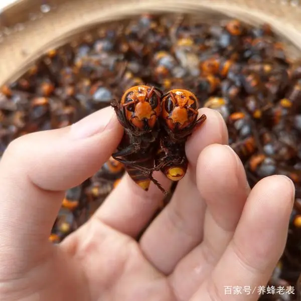 冬天养马蜂技术视频_马蜂越冬养殖技术视频_怎样养殖马蜂如何帮助马蜂冬眠