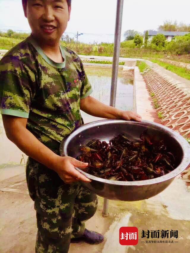 水稻养龙虾致富经_致富经龙虾养殖视频稻田_致富水稻龙虾养殖