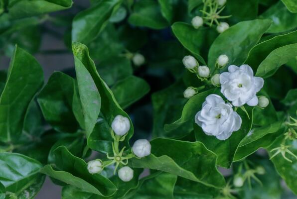 种花致富选什么品种_种植什么花致富_种花致富经