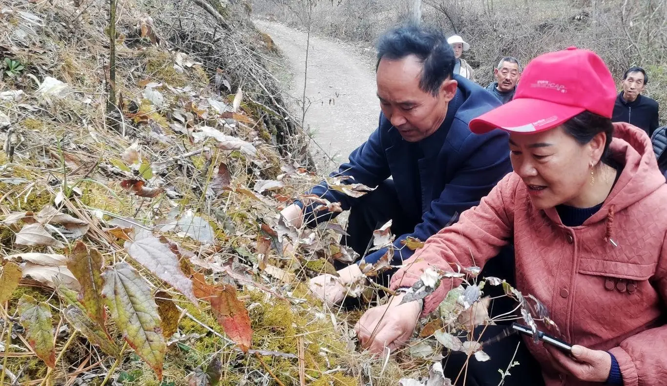 淫羊藿种植致富_淫羊藿种植致富_淫羊藿种植致富