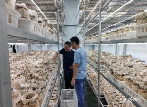 赤菇种植致富经_赤菇种植需要什么条件_赤菇种植技术
