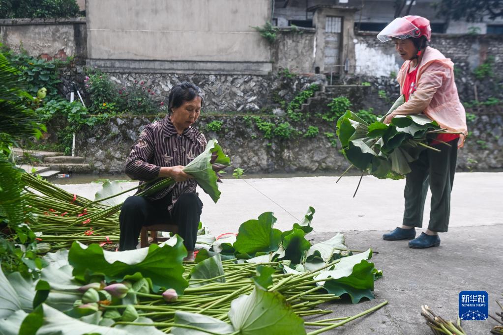 荷田种植致富_荷田种植致富_荷田种植致富