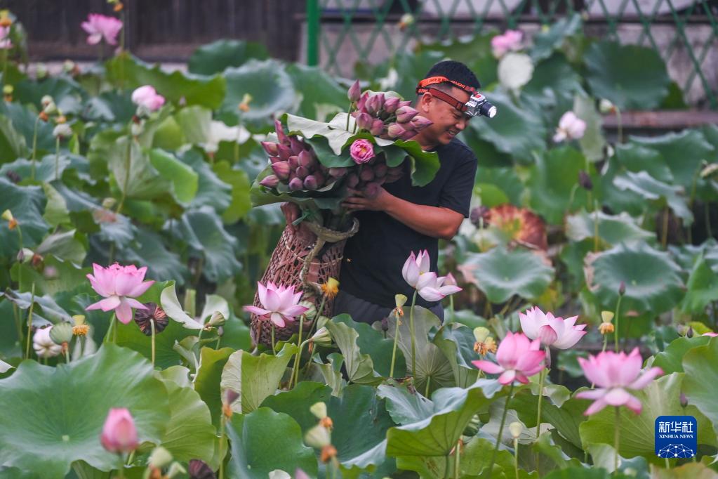 荷田种植致富_荷田种植致富_荷田种植致富