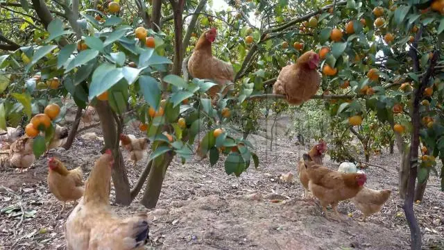 致富经林下养鸡_致富经林下养殖鸡视频_养鸡视频致富经