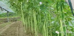 夏季豇豆种植技术视频_豇豆种植技术与管理视频_豇豆种植方法视频