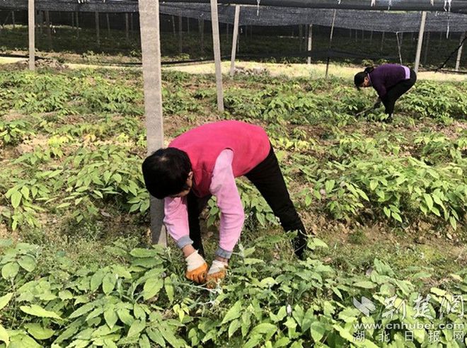 丹江口丁家营镇：中药材种植助力村民脱贫致富