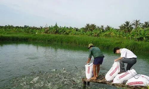 养殖生鱼要注意事项_养殖生鱼技术与管理_生鱼的养殖技术