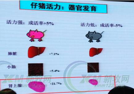 科学养殖母猪种猪技术与管理_养殖母猪的技术_科学种猪母猪养殖技术