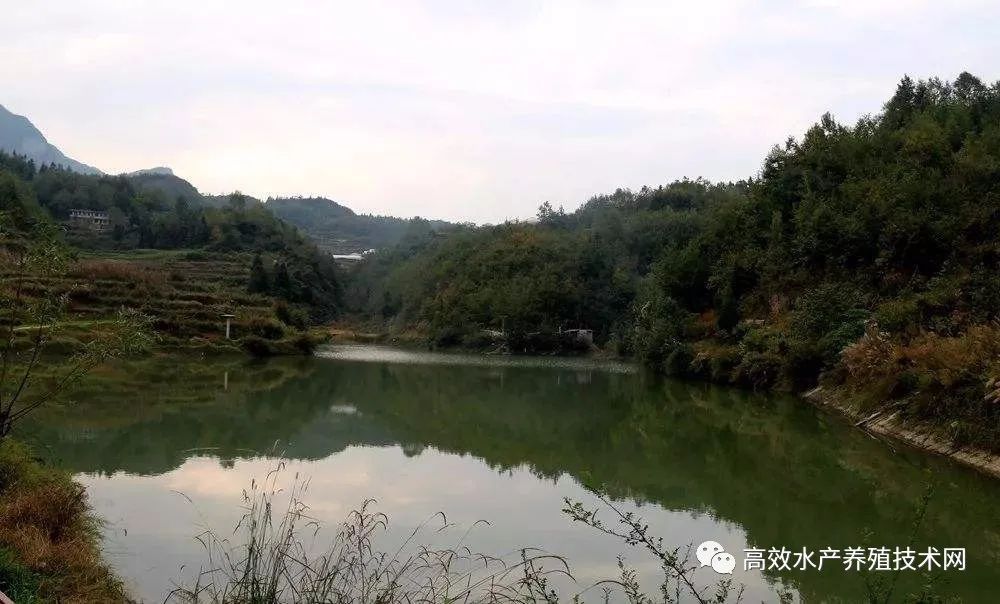 养殖鳙鱼的经济效益_养殖鳙鱼的技术和视频_池塘主养鳙鱼养殖高产技术