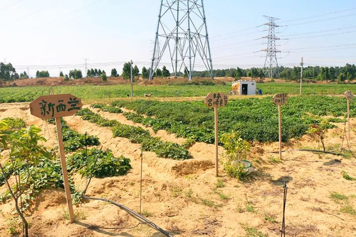 台湾红薯叶种植技术_台湾红薯叶怎样种植_台湾红薯叶是转基因吗