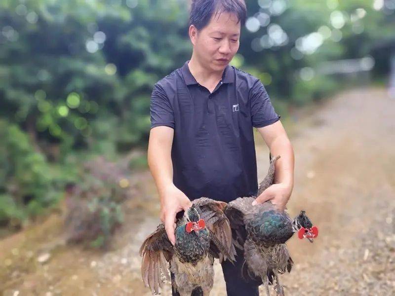 湖南孔雀养殖基地_湖南孔雀养殖致富_致富孔雀养殖湖南有几家