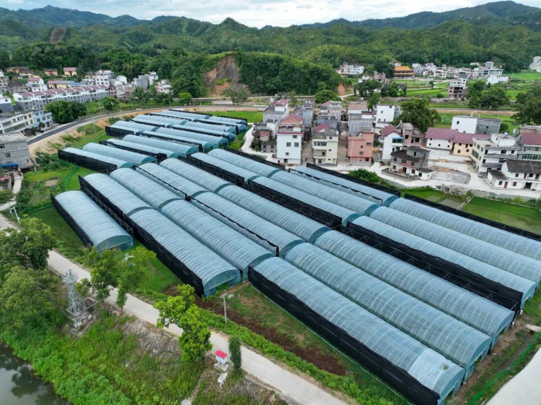 致富经平菇种植视频_种植平菇致富_种植平菇的成本与利润