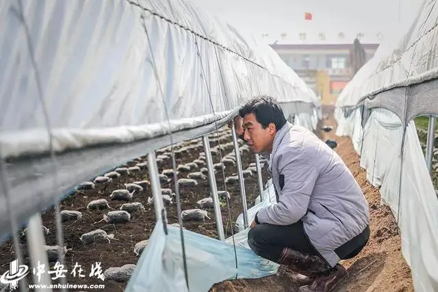 种植平菇致富_种植平菇赚钱吗_致富种植平菇视频