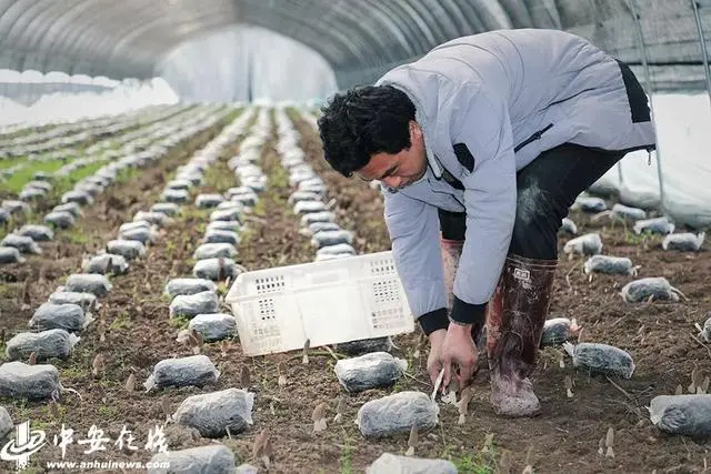 致富种植平菇视频_种植平菇致富_种植平菇赚钱吗