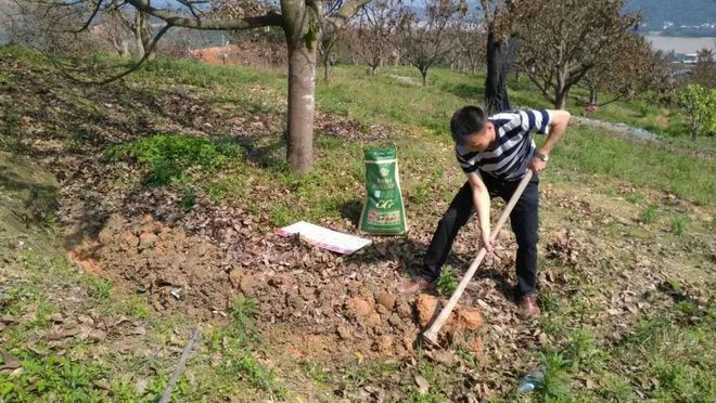 农村实用人才带头人丨吴廷兵：青春只问橄榄“绿”