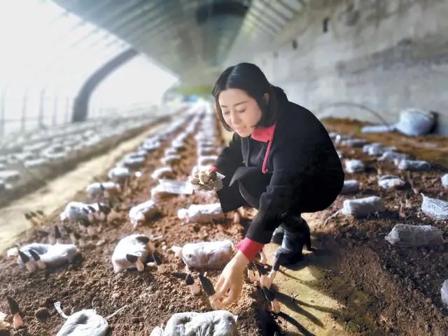 种植平菇致富_致富种植平菇图片_致富经种植平菇年收入百万