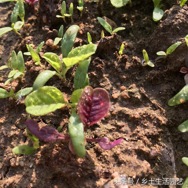 这些蔬菜，夏秋季都吃不完，你家种植了几种？现在播种还不晚