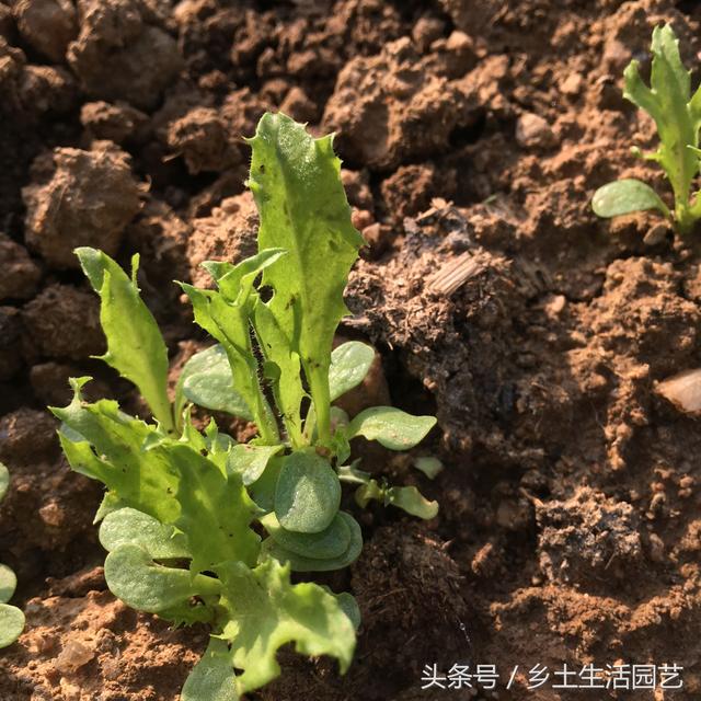 这些蔬菜，夏秋季都吃不完，你家种植了几种？现在播种还不晚