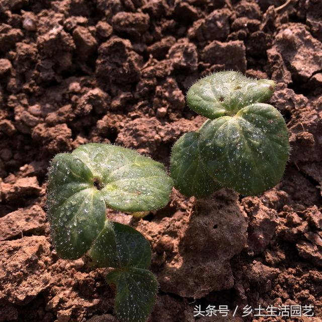 这些蔬菜，夏秋季都吃不完，你家种植了几种？现在播种还不晚